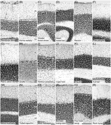 Parvalbumin, calbindin, and calretinin immunostaining of 10 neural structures within the cerebellar cortex of 143 mammal species